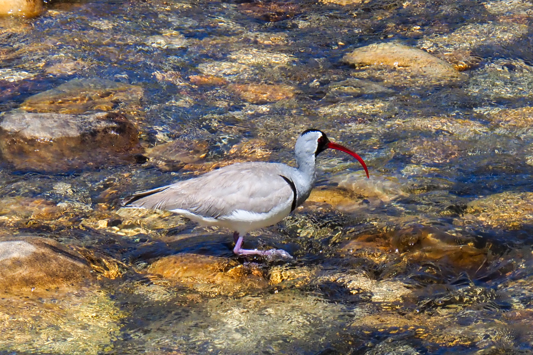 Ibisbill (image by Dave Farrow)
