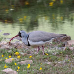Ibisbill (image by Gary Howard)
