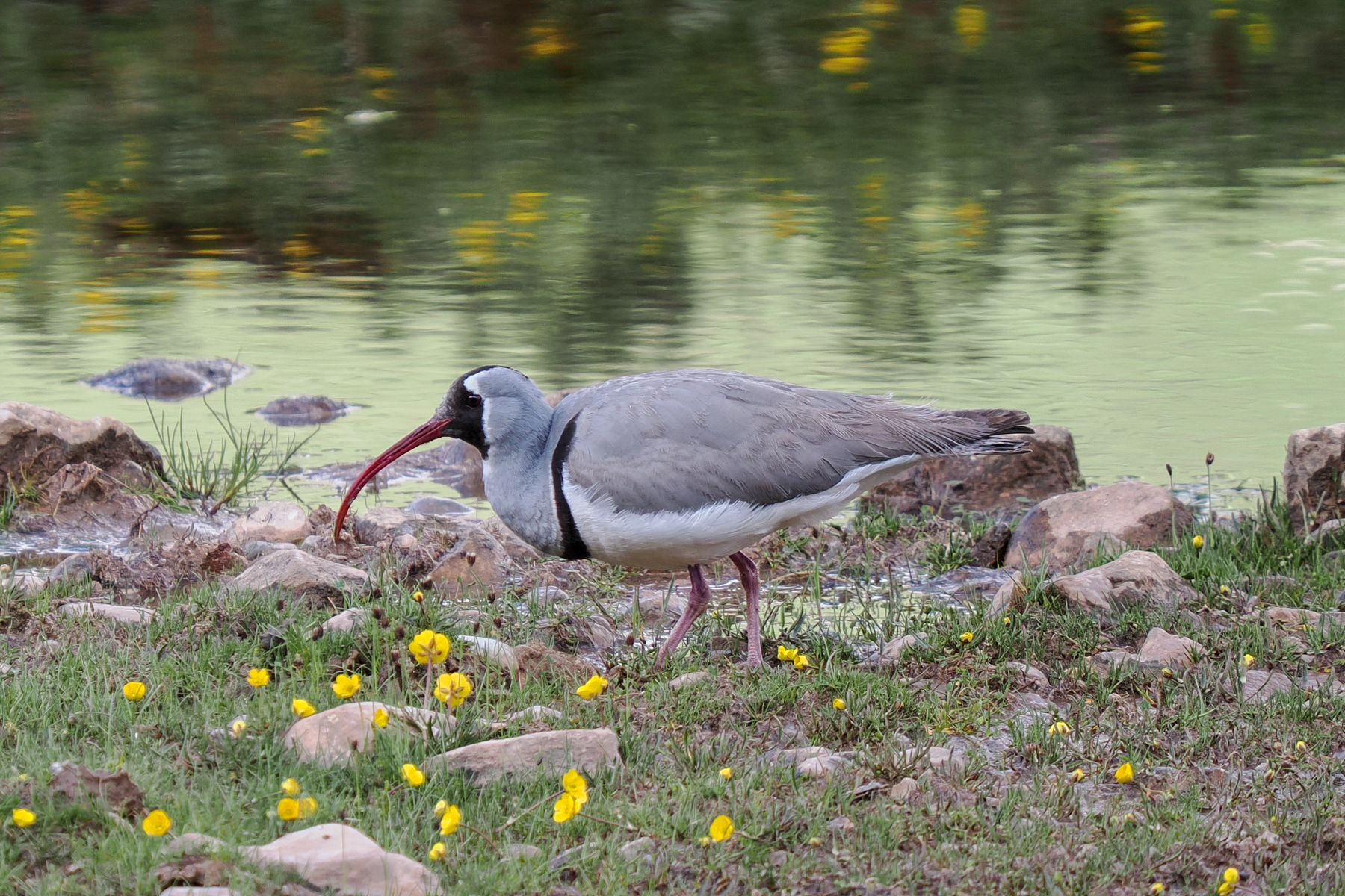 Ibisbill (image by Gary Howard)