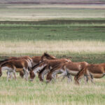 Kiangs (image by Gary Howard)