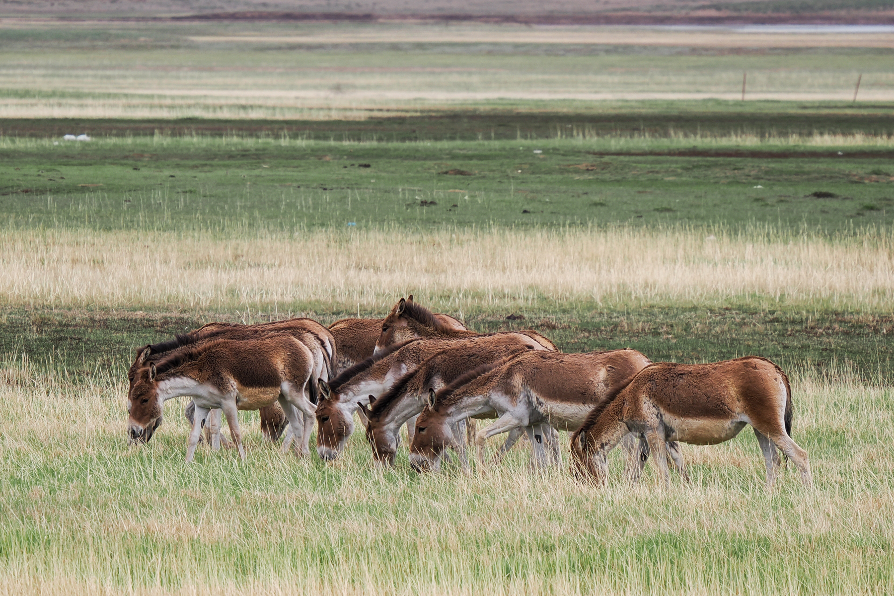 Kiangs (image by Gary Howard)