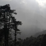 Lingmethang Road Forest (image by Dave Farrow)