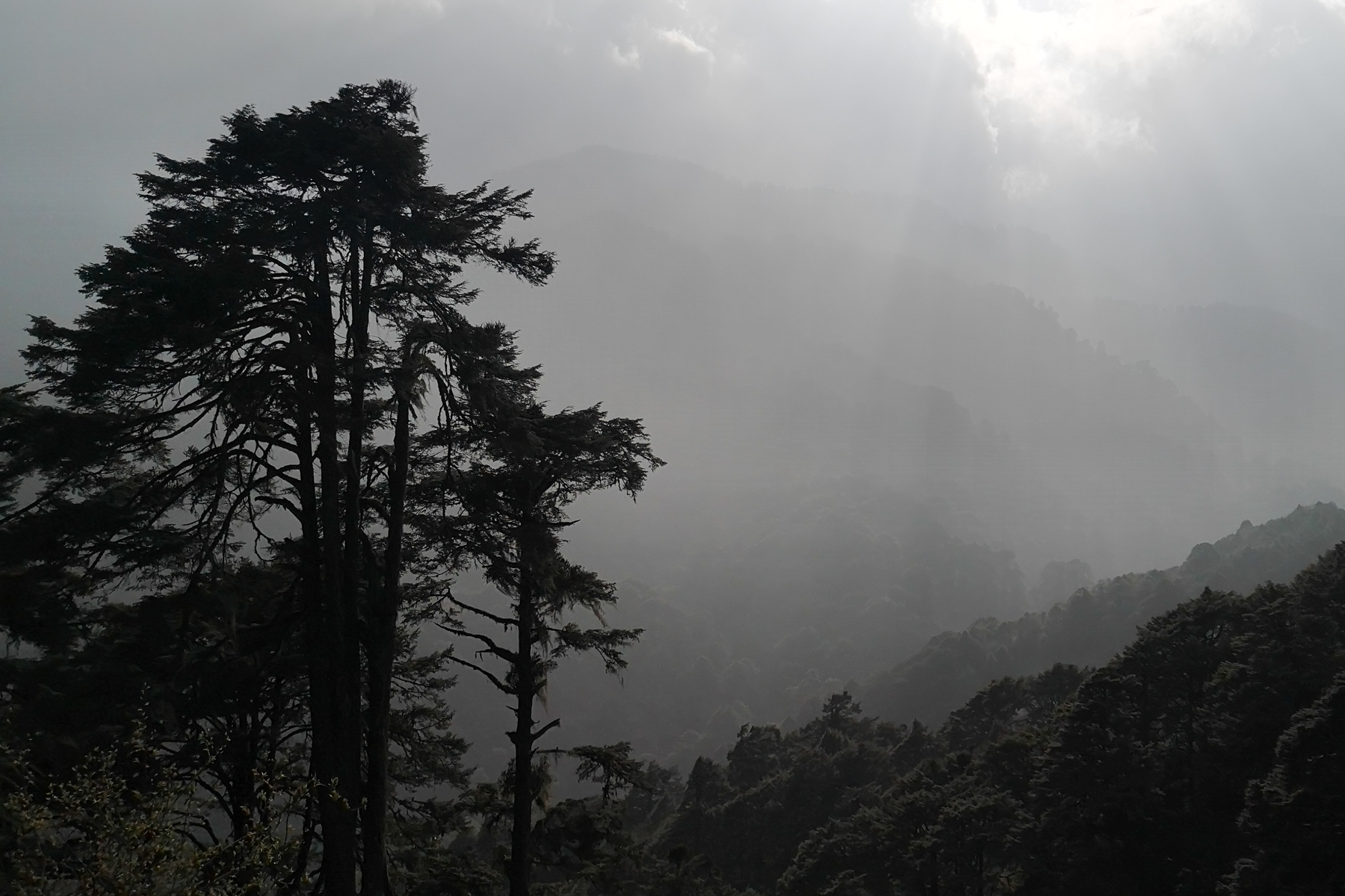 Lingmethang Road Forest (image by Dave Farrow)