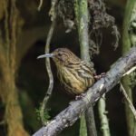 Long-billed Wren Babbler (image by Dave Farrow)