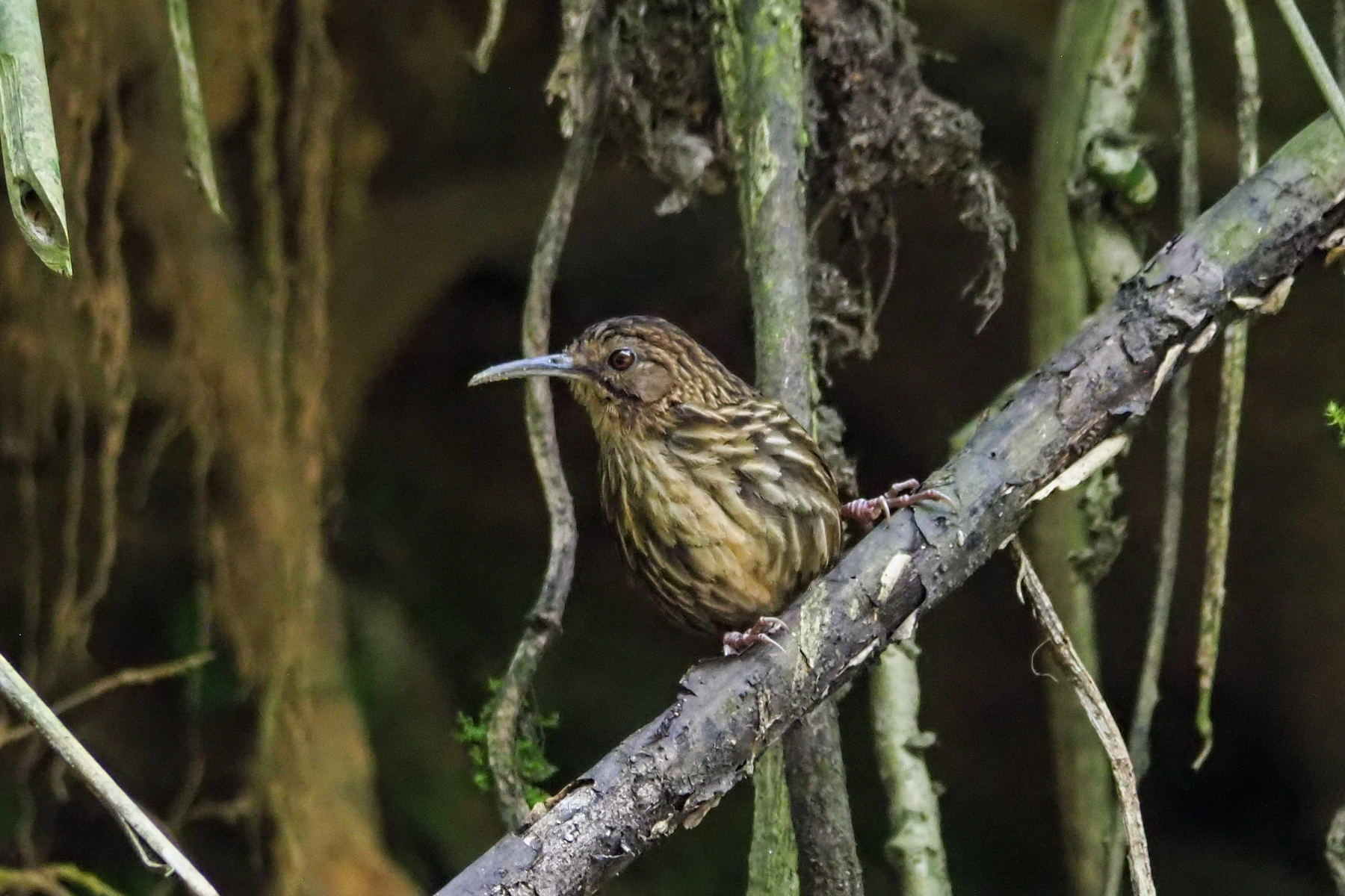 Long-billed Wren Babbler (image by Dave Farrow)