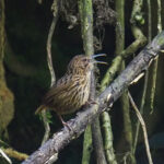 Long-billed Wren Babbler (image by Dave Farrow)