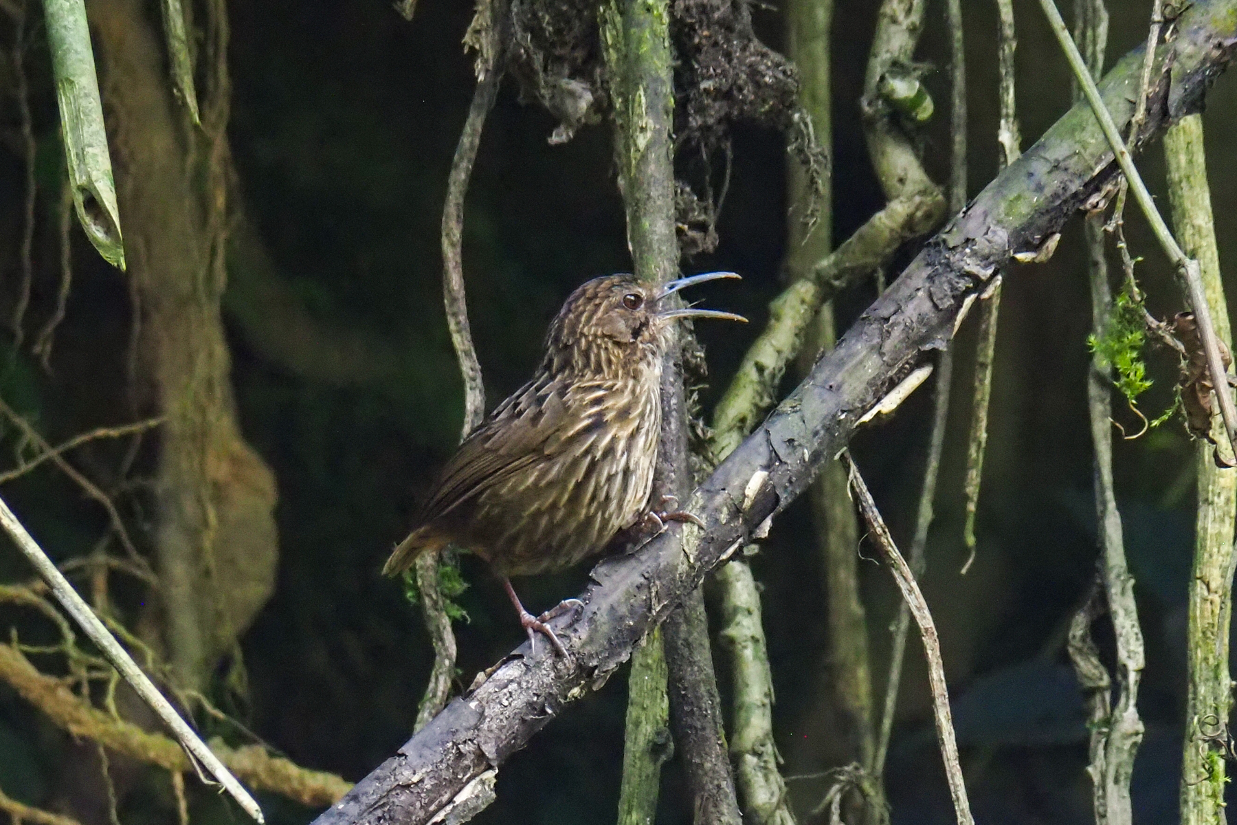 Long-billed Wren Babbler (image by Dave Farrow)