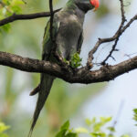 Lord Derby's Parakeet (image by Gary Howard)
