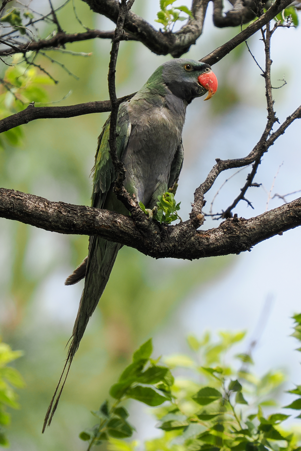 Lord Derby's Parakeet (image by Gary Howard)