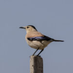 Mongolian Ground Jay (image by Hannu Jännes)