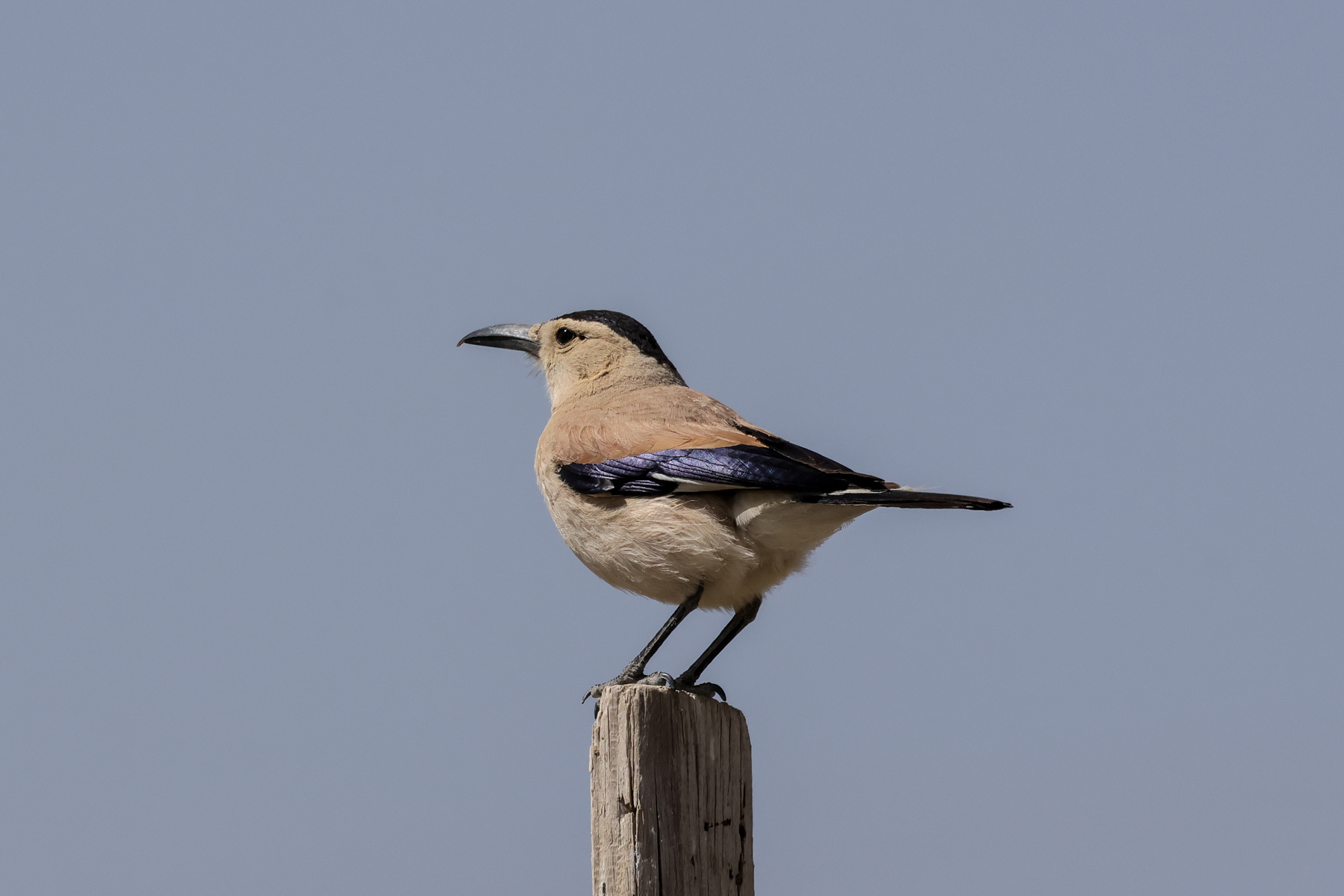 Mongolian Ground Jay (image by Hannu Jännes)