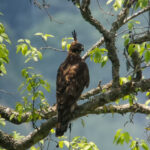 Mountain Hawk Eagle (image by Dave Farrow)