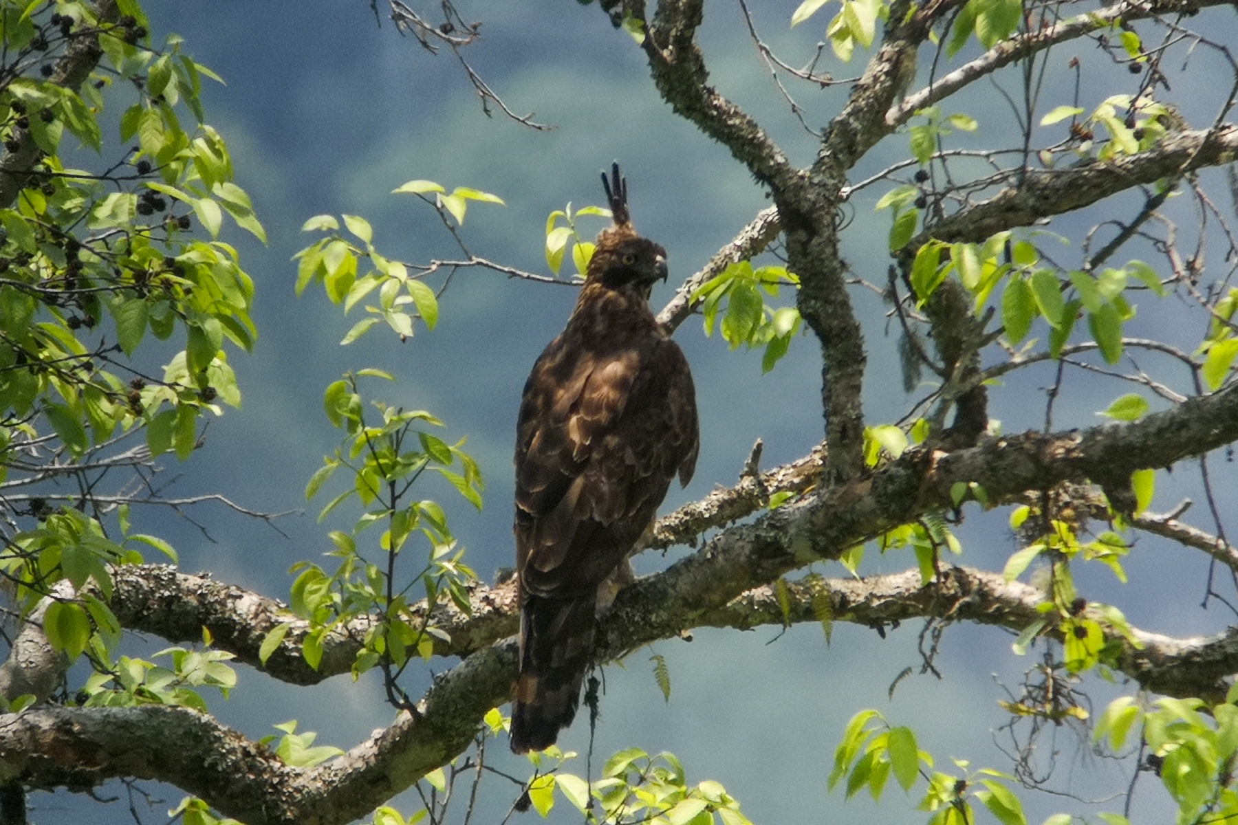 Mountain Hawk Eagle (image by Dave Farrow)