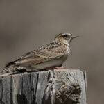 Oriental Skylark (image by Hannu Jännes)