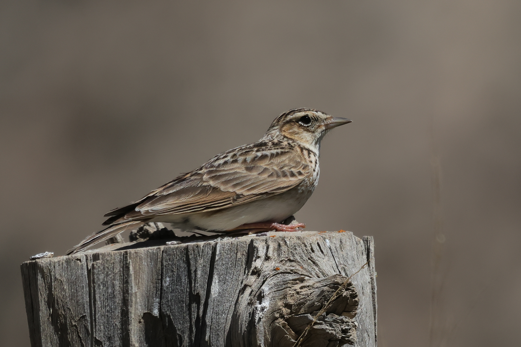 Oriental Skylark (image by Hannu Jännes)