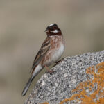 Pine Bunting (image by Hannu Jännes)