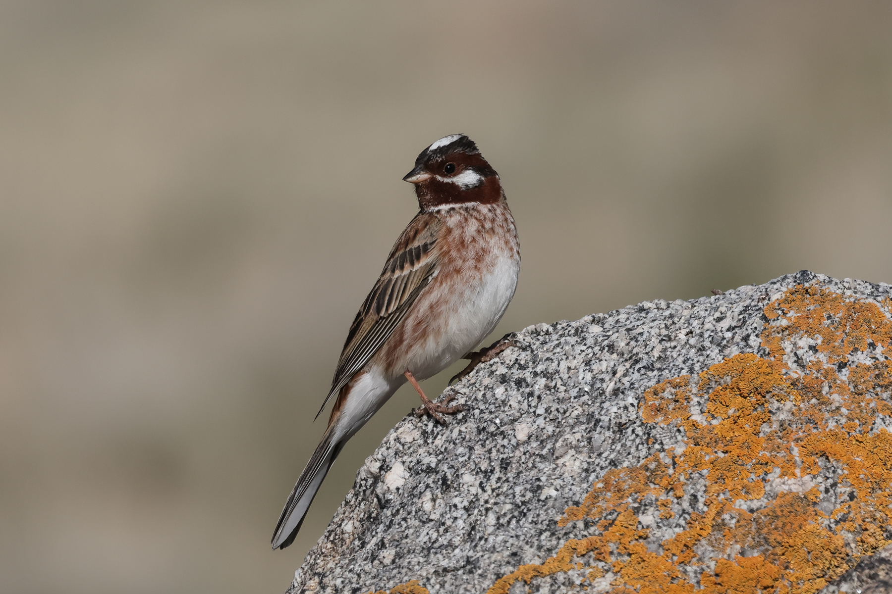 Pine Bunting (image by Hannu Jännes)