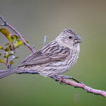 Pink-rumped Rosefinch (image by Alec Gillespie)