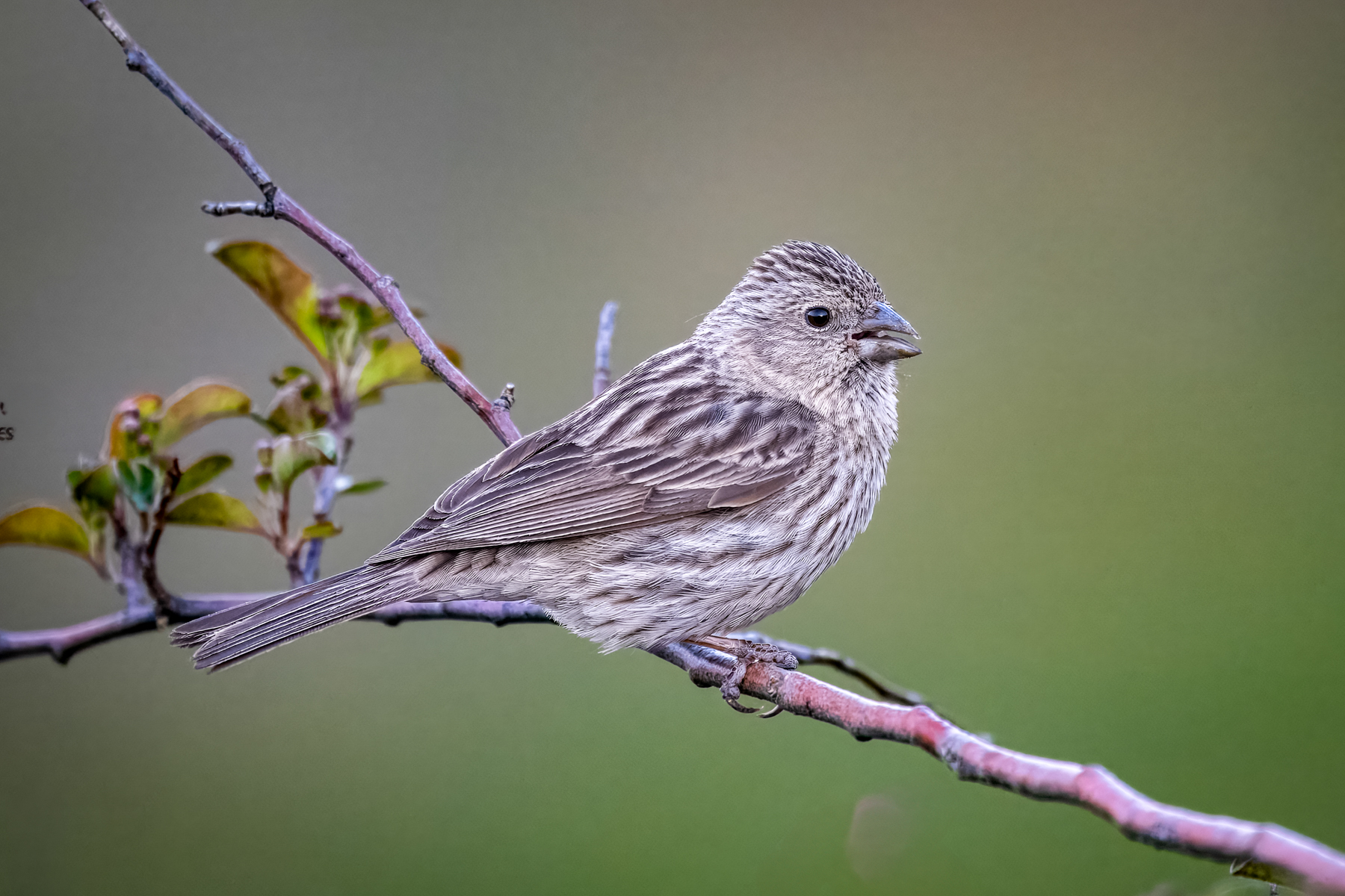Pink-rumped Rosefinch (image by Alec Gillespie)