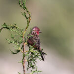 Pink-rumped Rosefinch (image by Hannu Jännes)
