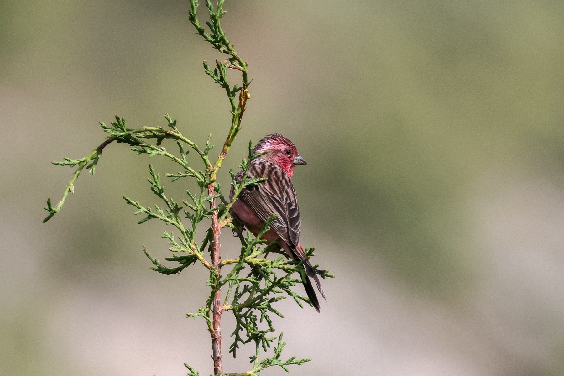 Pink-rumped Rosefinch (image by Hannu Jännes)
