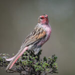 Przevalski's Finch (image by Alec Gillespie)