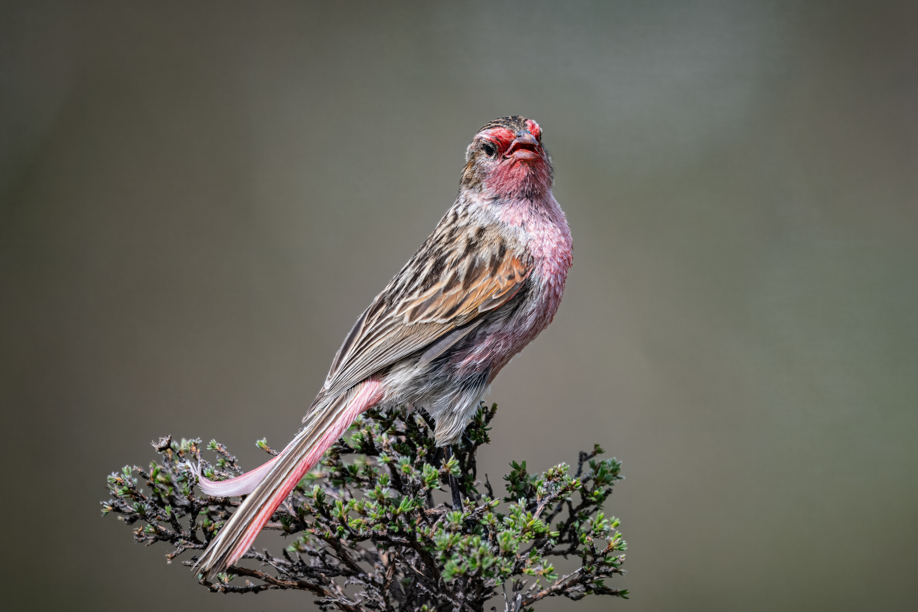 Przevalski's Finch (image by Alec Gillespie)