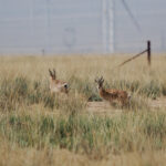 Przevalski's Gazelles (image by Gary Howard)