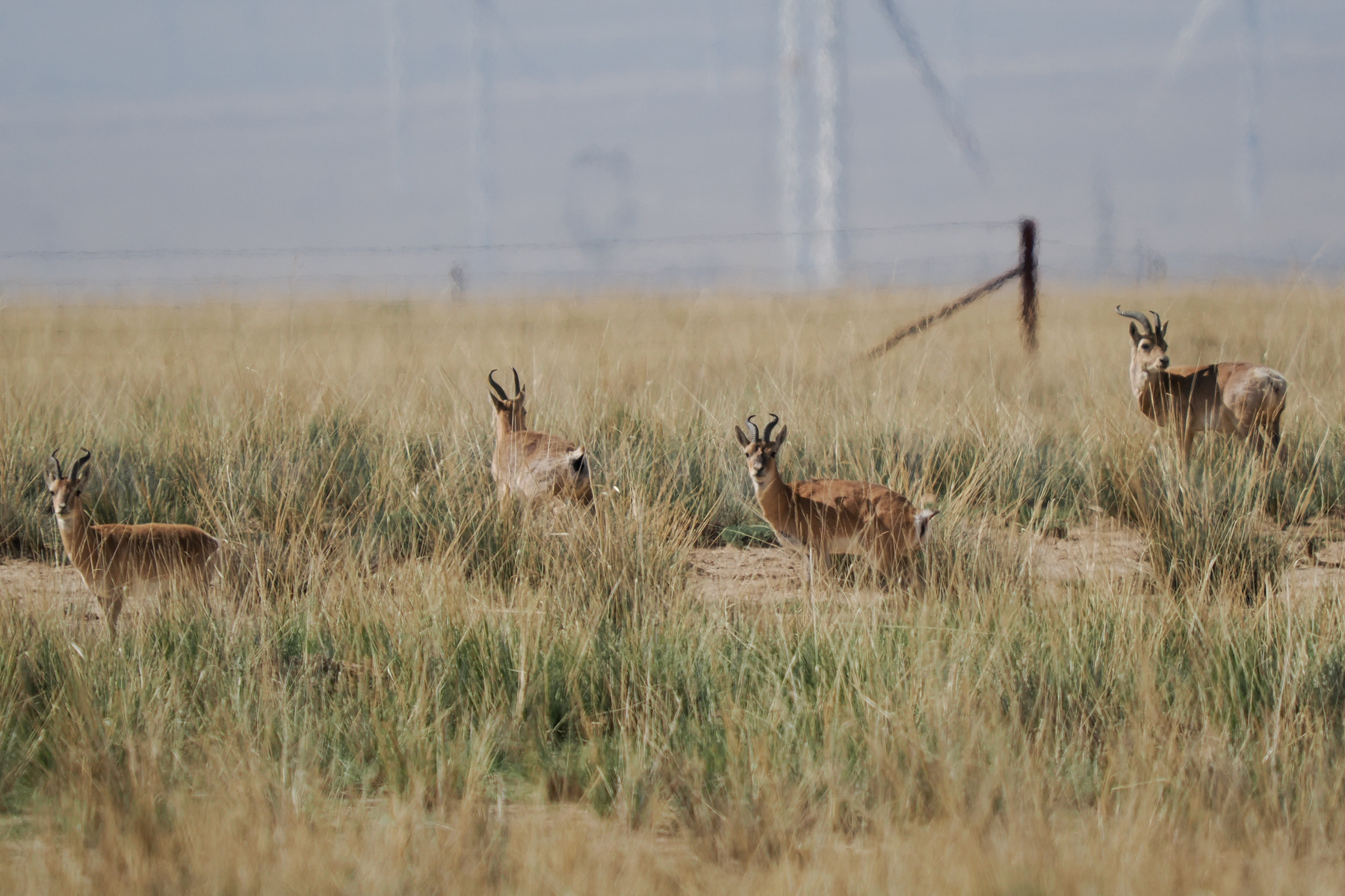 Przevalski's Gazelles (image by Gary Howard)