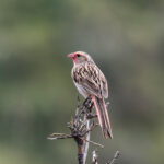 Przevalski's Finch (image by Hannu Jännes)