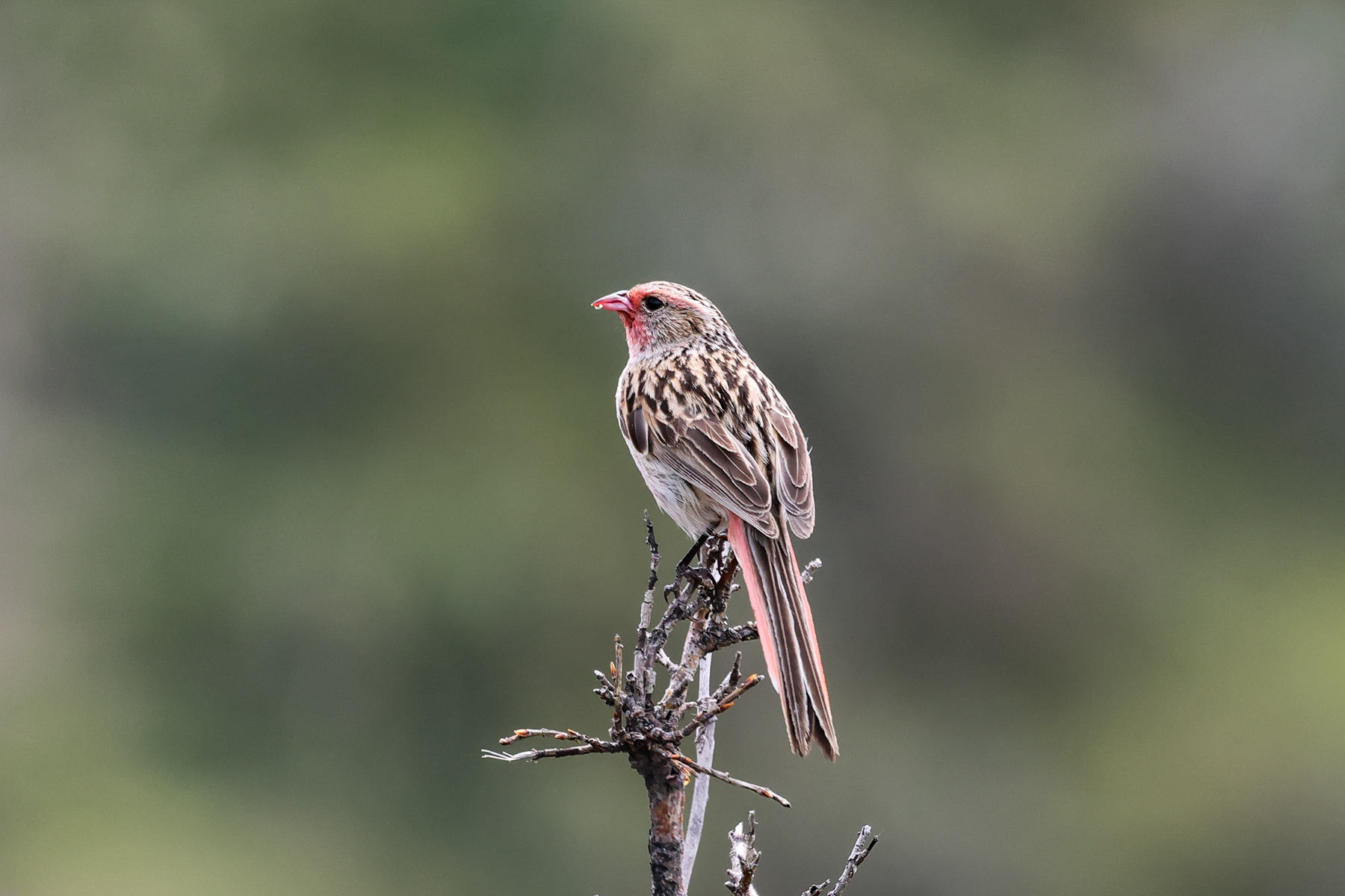 Przevalski's Finch (image by Hannu Jännes)