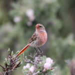 Przevalski's Finch (image by Hannu Jännes)
