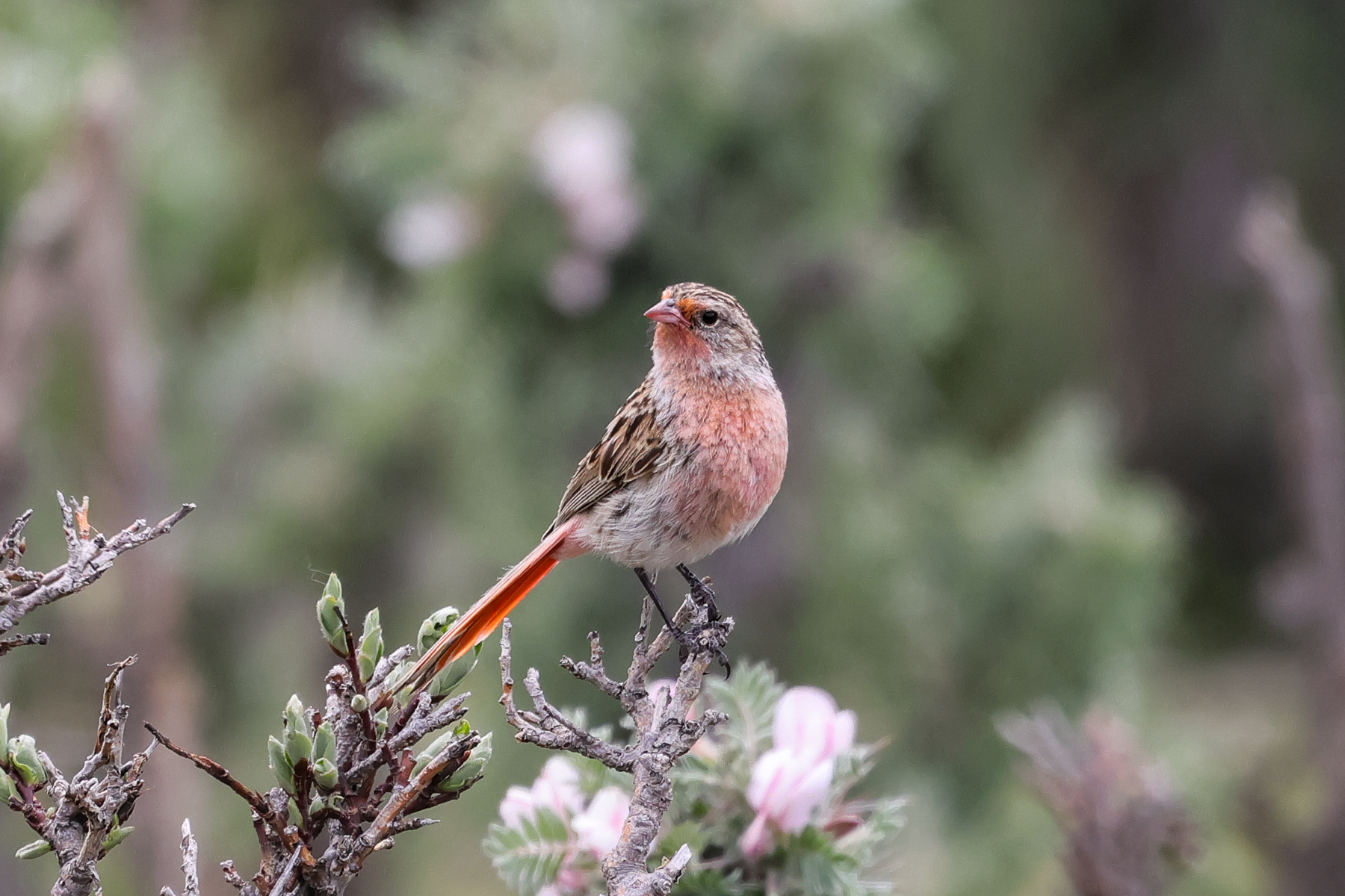Przevalski's Finch (image by Hannu Jännes)