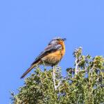 Przevalski's Redstart (image by Hannu Jännes)