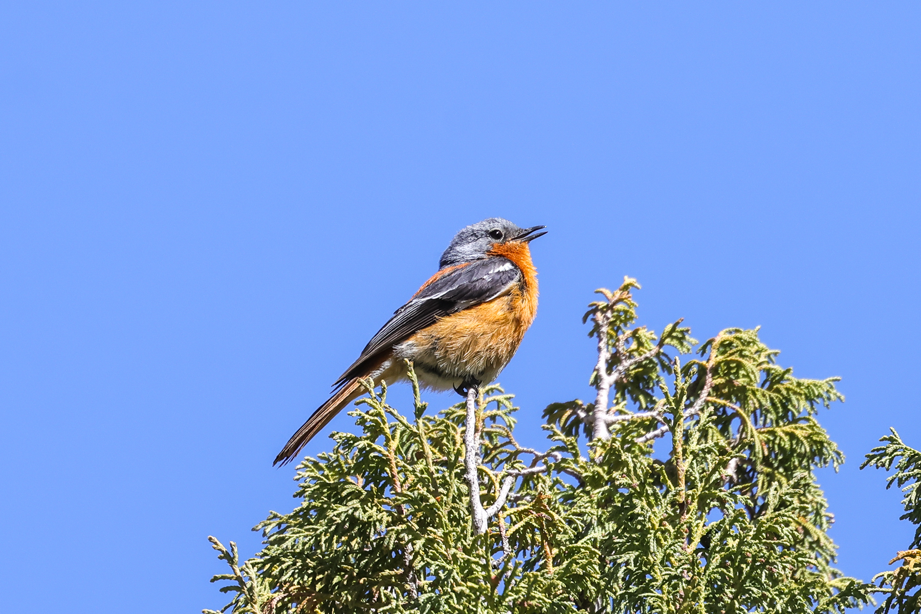Przevalski's Redstart (image by Hannu Jännes)