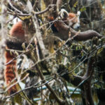 Red Panda (image by Dave Farrow)
