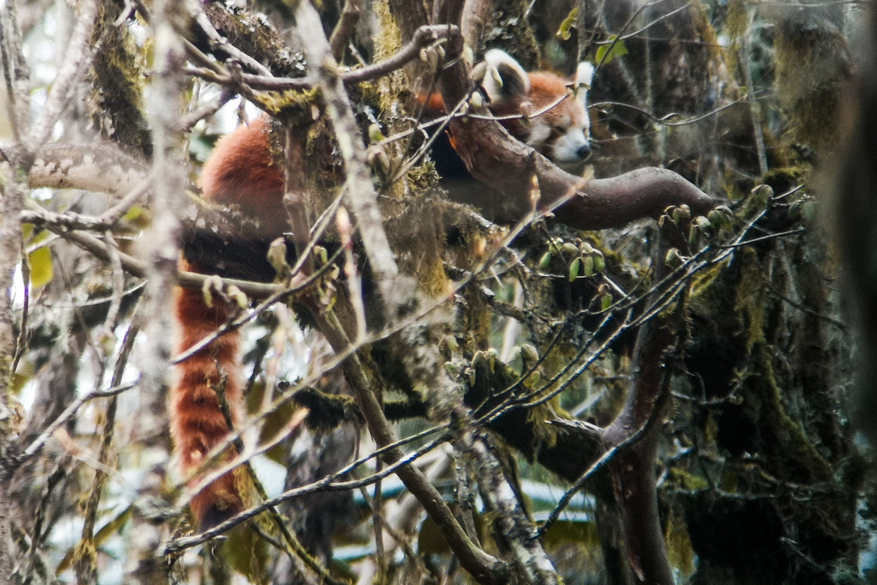 Red Panda (image by Dave Farrow)