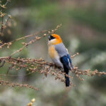 Red-headed Bullfinch (image by Dave Farrow)