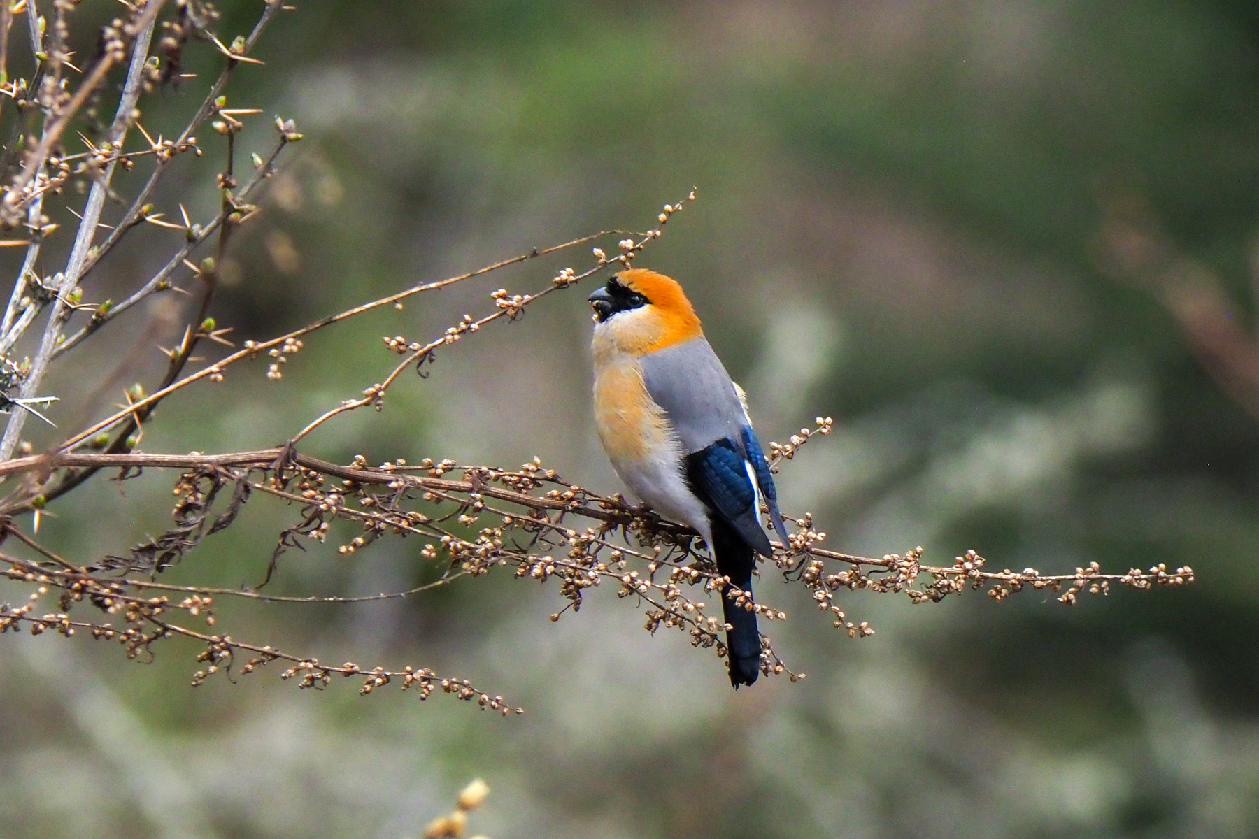 Red-headed Bullfinch (image by Dave Farrow)