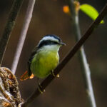 Red-tailed Minla (image by Dave Farrow)