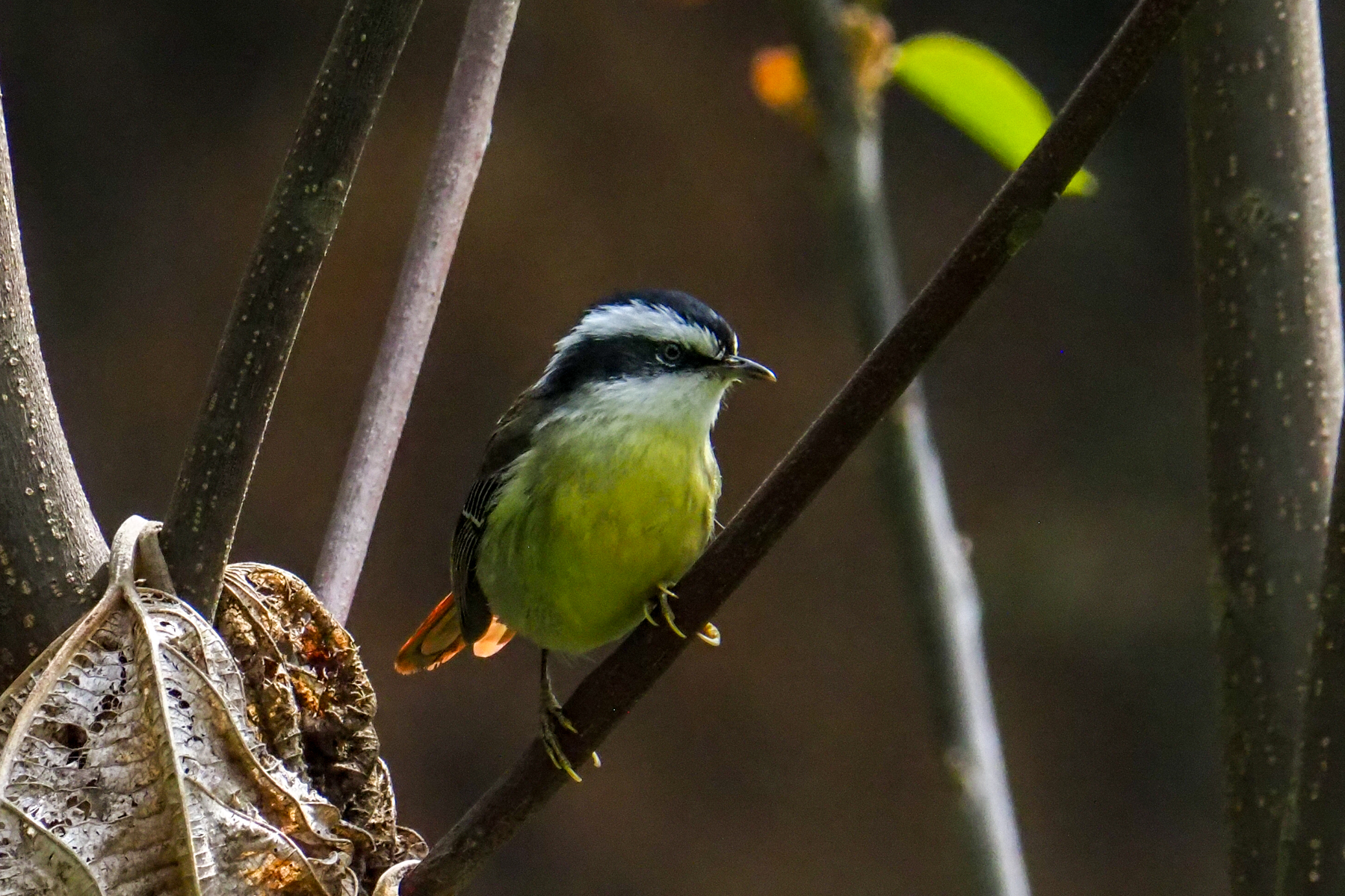 Red-tailed Minla (image by Dave Farrow)