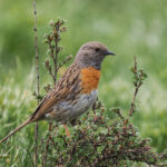 Robin Accentor (image by Gary Howard)