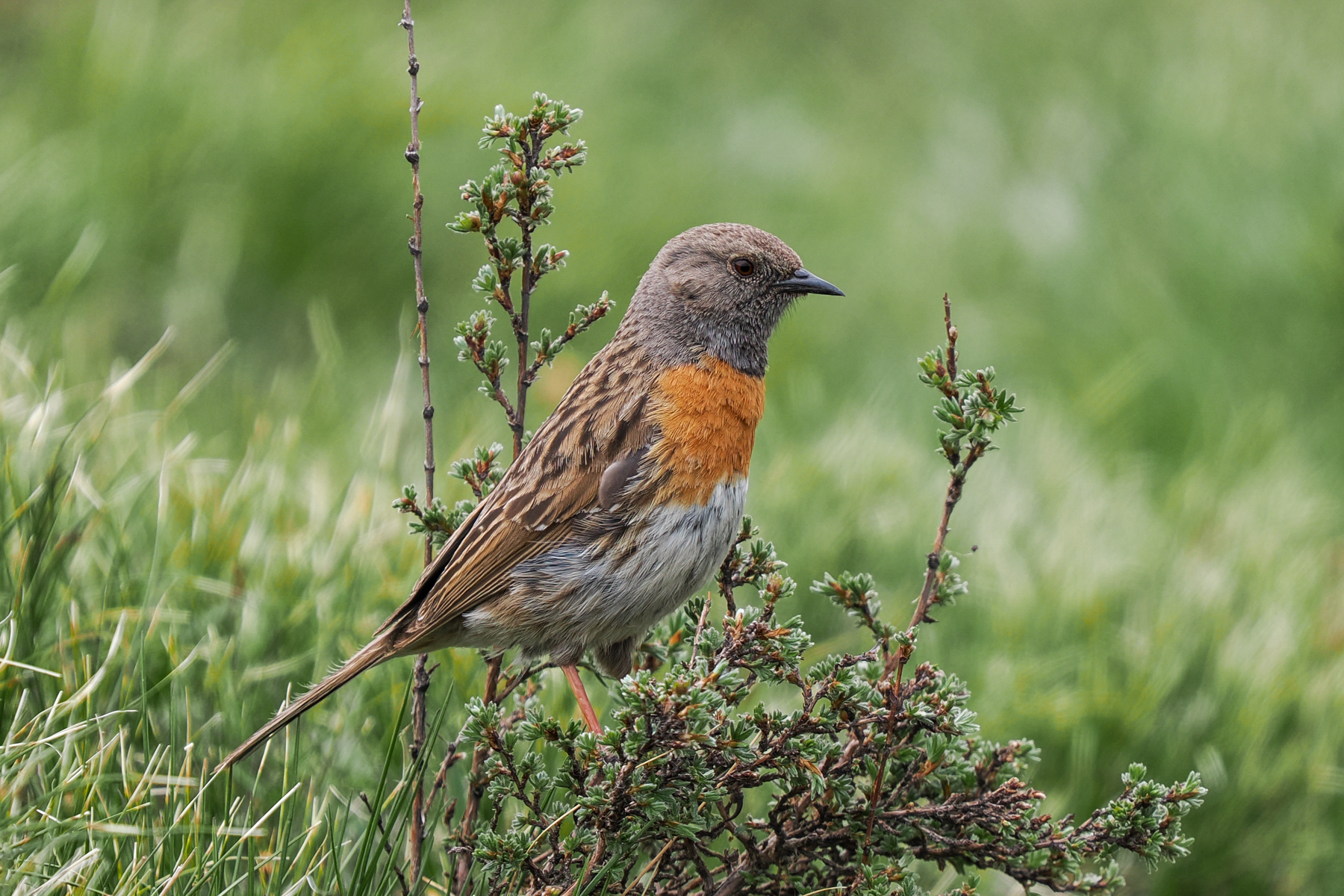 Robin Accentor (image by Gary Howard)
