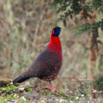 Satyr Tragopan (image by Dave Farrow)