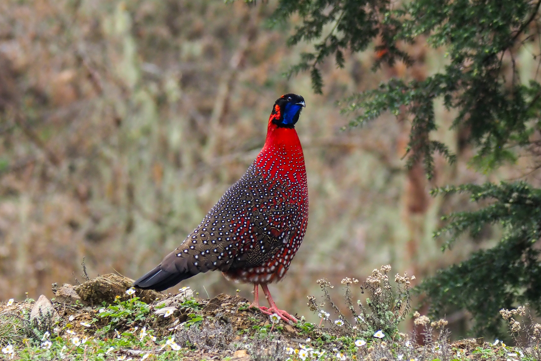 Satyr Tragopan (image by Dave Farrow)
