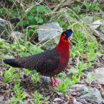 Satyr Tragopan (image by Dave Farrow)