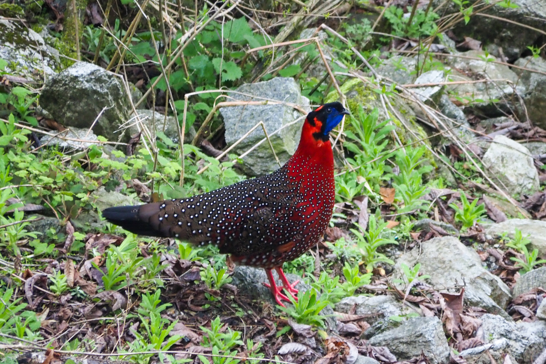 Satyr Tragopan (image by Dave Farrow)