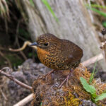 Scaly-breasted Cupwing (image by Dave Farrow)