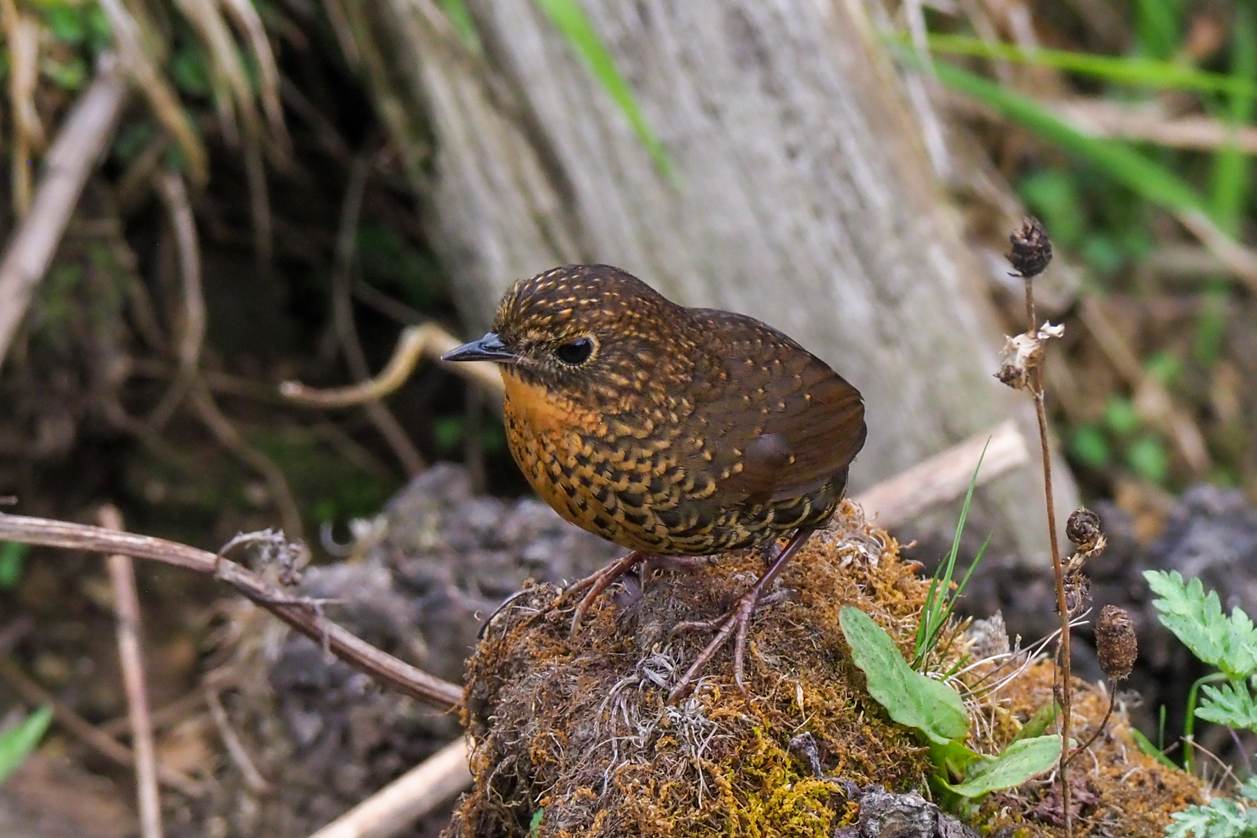 Scaly-breasted Cupwing (image by Dave Farrow)