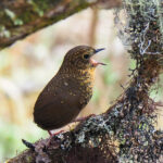 Scaly-breasted Cupwing (image by Dave Farrow)